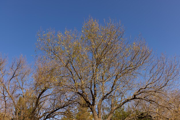 Bäume im Wald in den Bergen