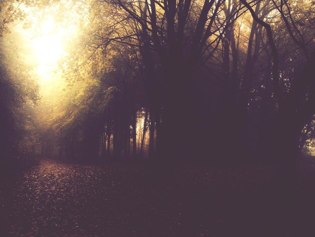 Bäume im Wald in der Nacht