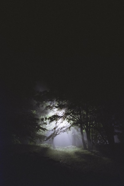 Bäume im Wald in der Nacht