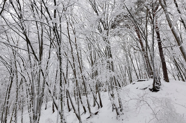 Bäume im Wald oder Park sind im Winter mit Schnee bedeckt, im Winter dichter Wald