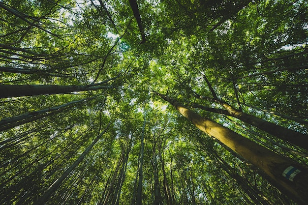 Bäume im Wald von unten gesehen