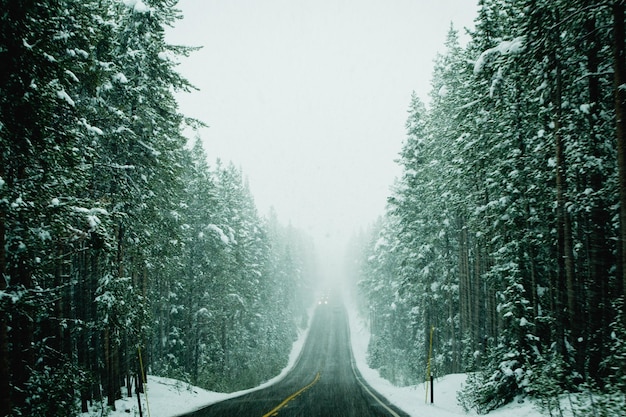 Bäume im Wald vor klarem Himmel im Winter