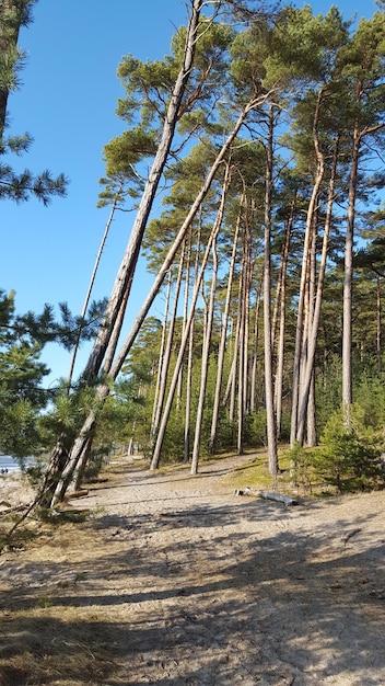 Foto bäume im wald vor klarem himmel