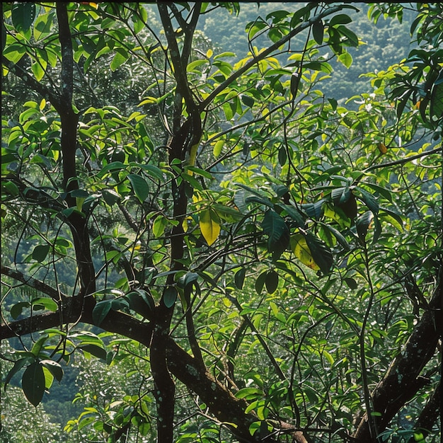 Bäume im Wald