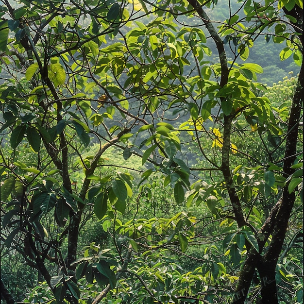 Bäume im Wald