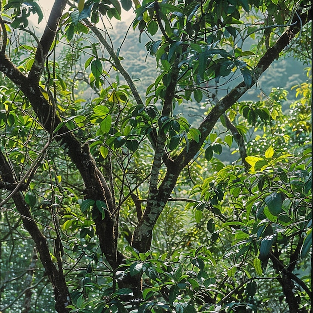 Bäume im Wald