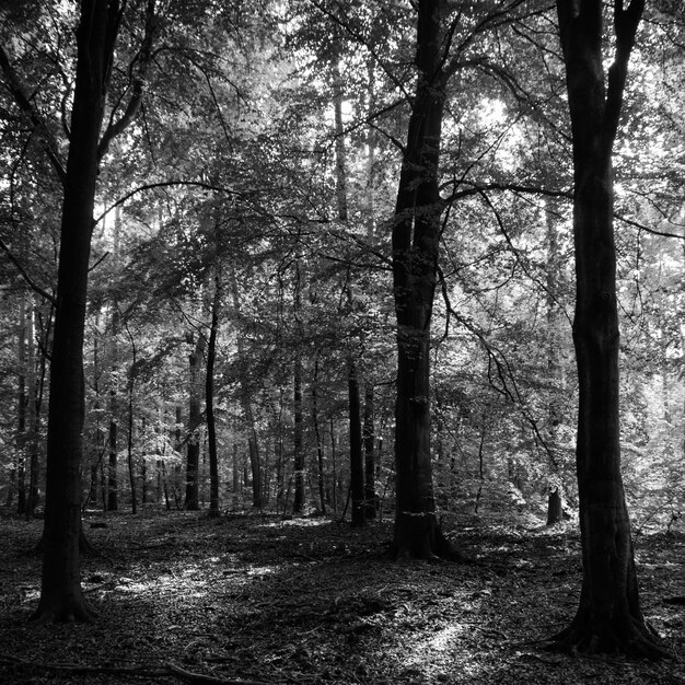 Foto bäume im wald