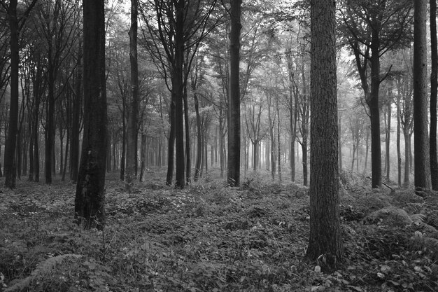 Bäume im Wald