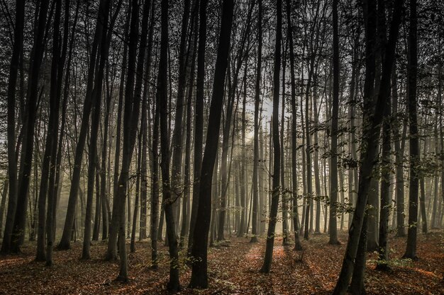 Foto bäume im wald