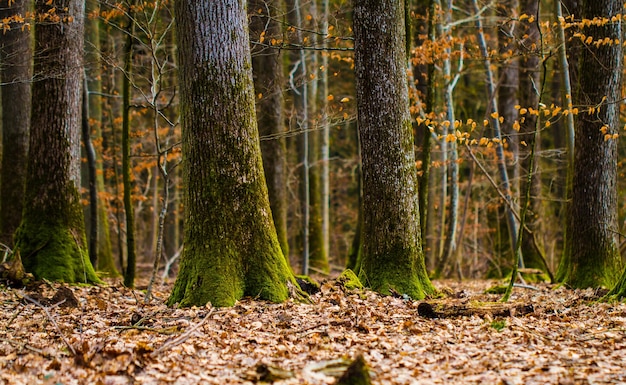 Bäume im Wald