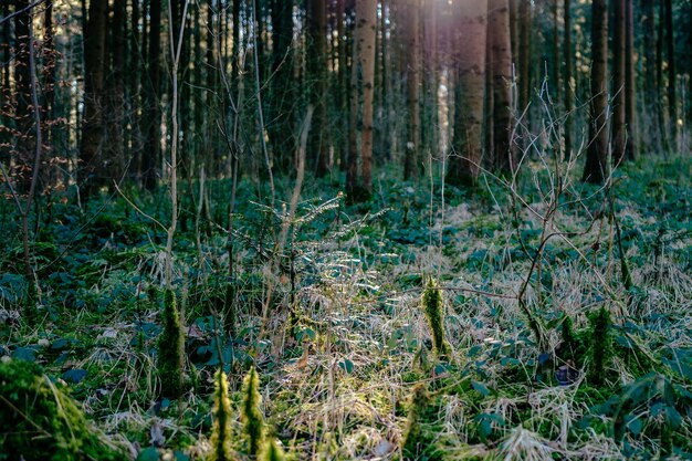 Foto bäume im wald