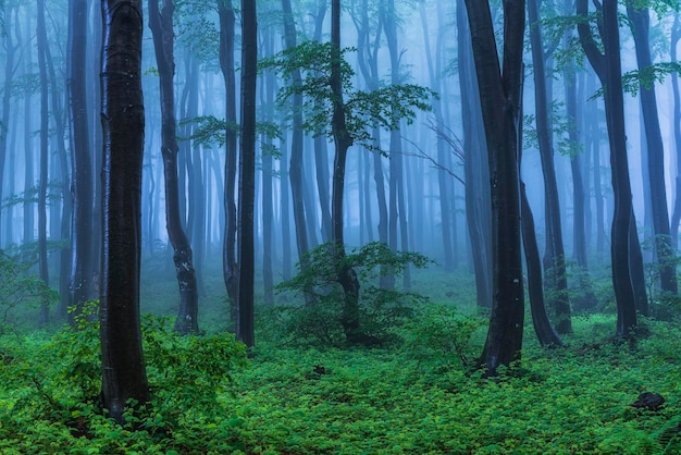 Foto bäume im wald