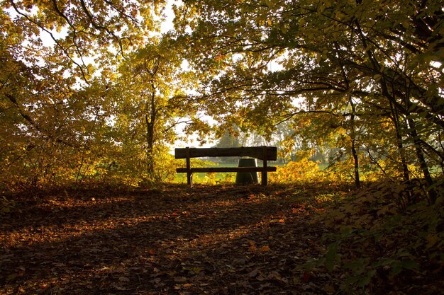 Bäume im Wald