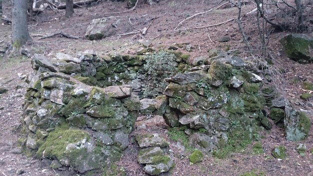 Bäume im Wald