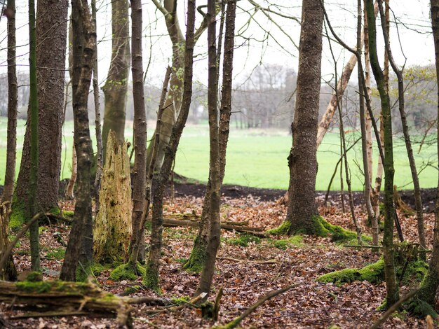 Foto bäume im wald