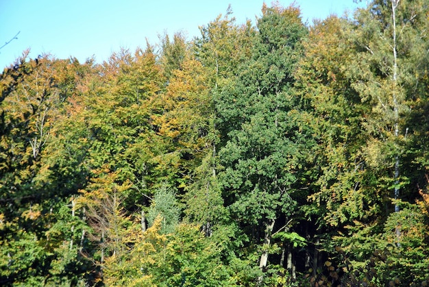 Bäume im Wald