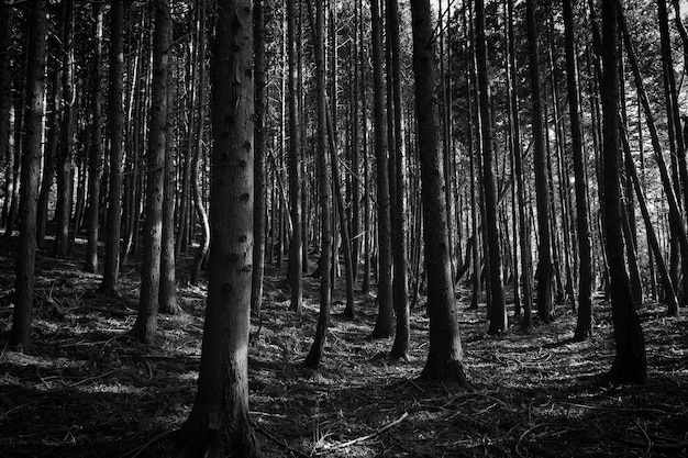 Foto bäume im wald