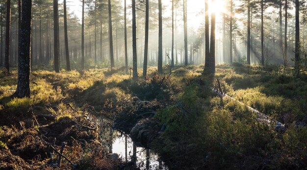 Foto bäume im wald