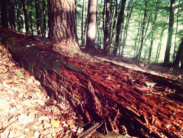 Foto bäume im wald