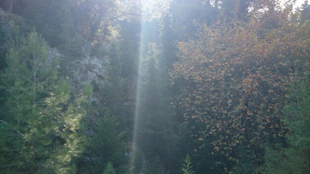 Bäume im Wald