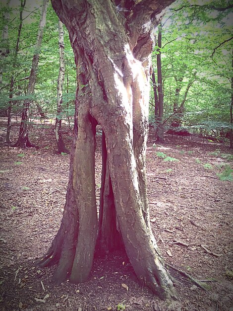 Foto bäume im wald