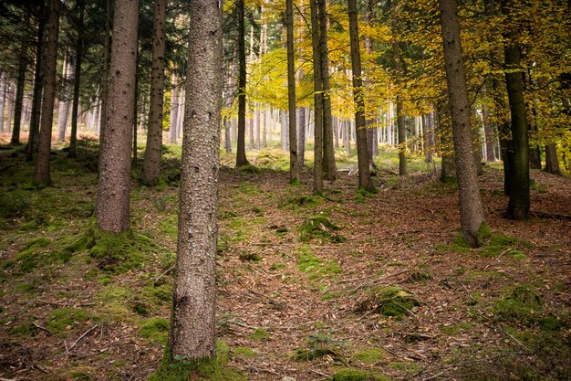 Bäume im Wald