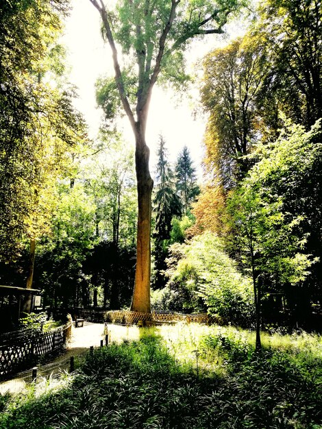 Bäume im Wald