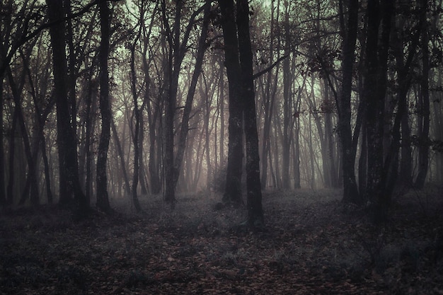 Bäume im Wald