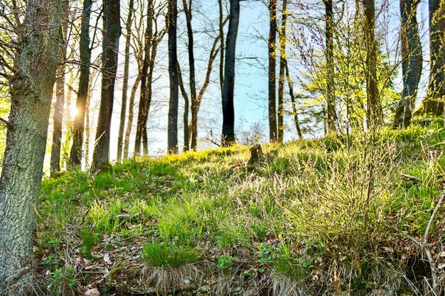 Foto bäume im wald