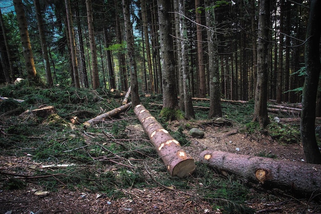 Foto bäume im wald