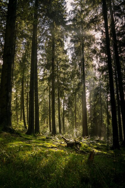 Foto bäume im wald