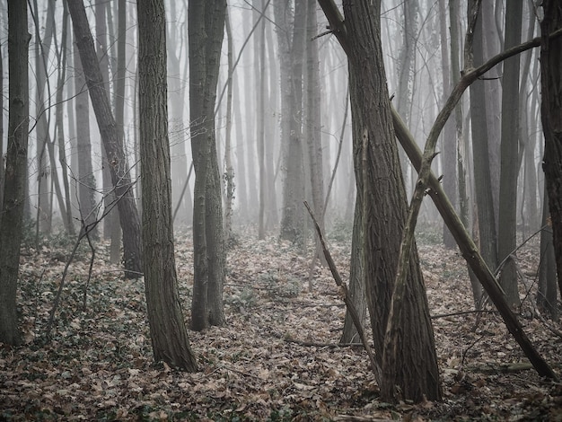 Bäume im Wald