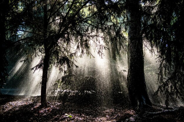 Bäume im Wald