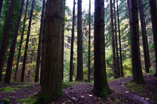 Foto bäume im wald