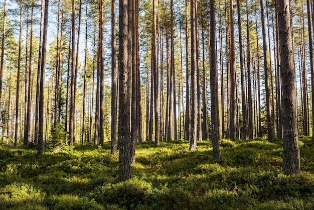 Bäume im Wald