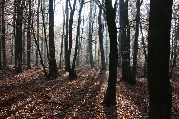 Foto bäume im wald