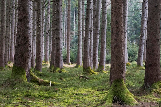 Foto bäume im wald