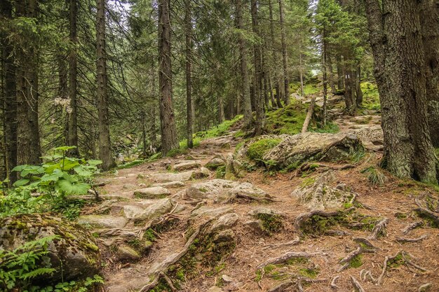 Foto bäume im wald