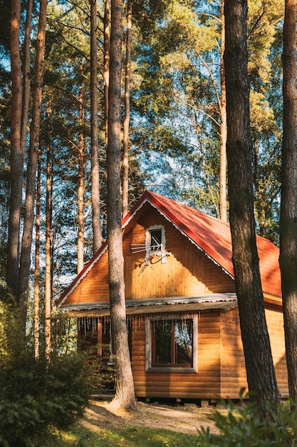 Foto bäume im wald