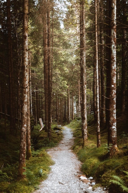 Bäume im Wald