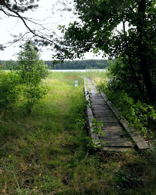 Foto bäume im wald