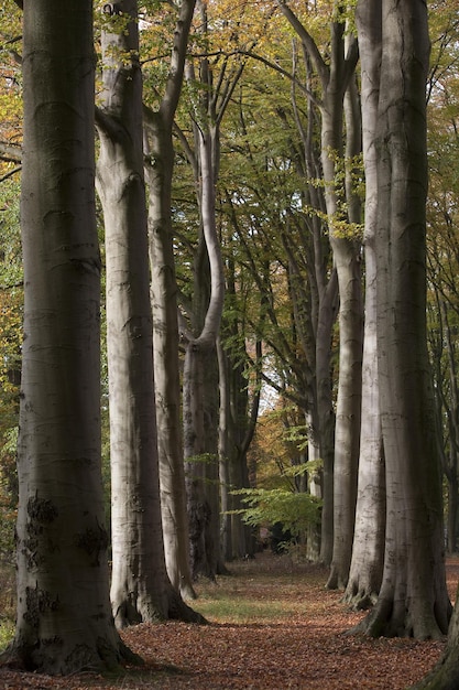 Foto bäume im wald