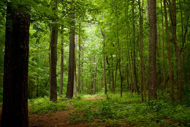 Foto bäume im wald