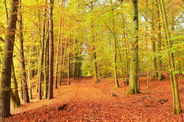 Bäume im Wald