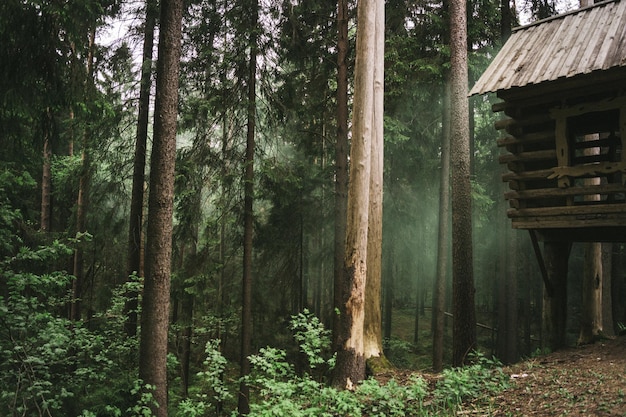 Bäume im Wald