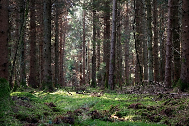Bäume im Wald