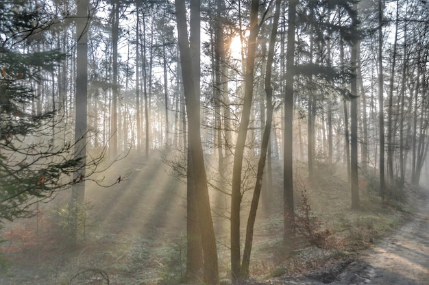 Foto bäume im wald