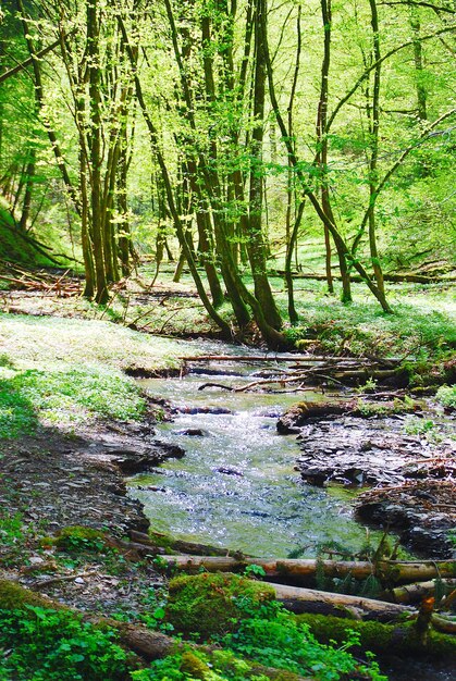 Foto bäume im wald