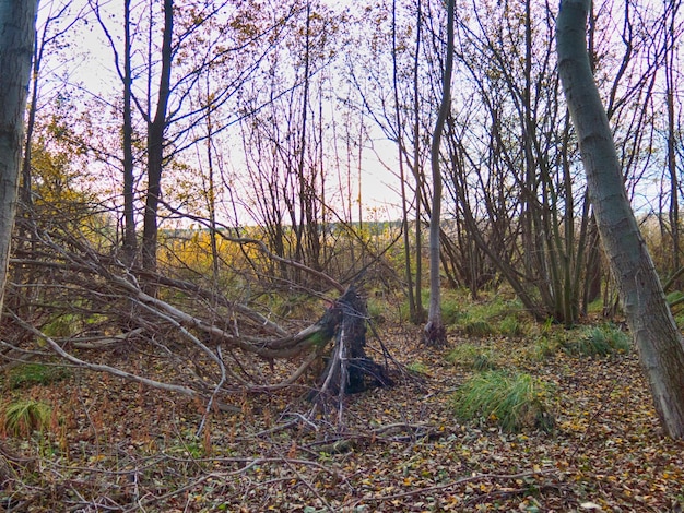 Foto bäume im wald