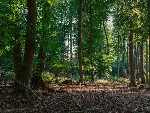 Foto bäume im wald